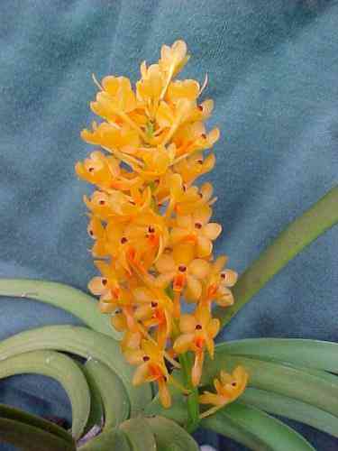 Ascocentrum miniatum 